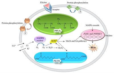 Promising approaches for simultaneous enhancement of medicinally significant benzylisoquinoline alkaloids in opium poppy